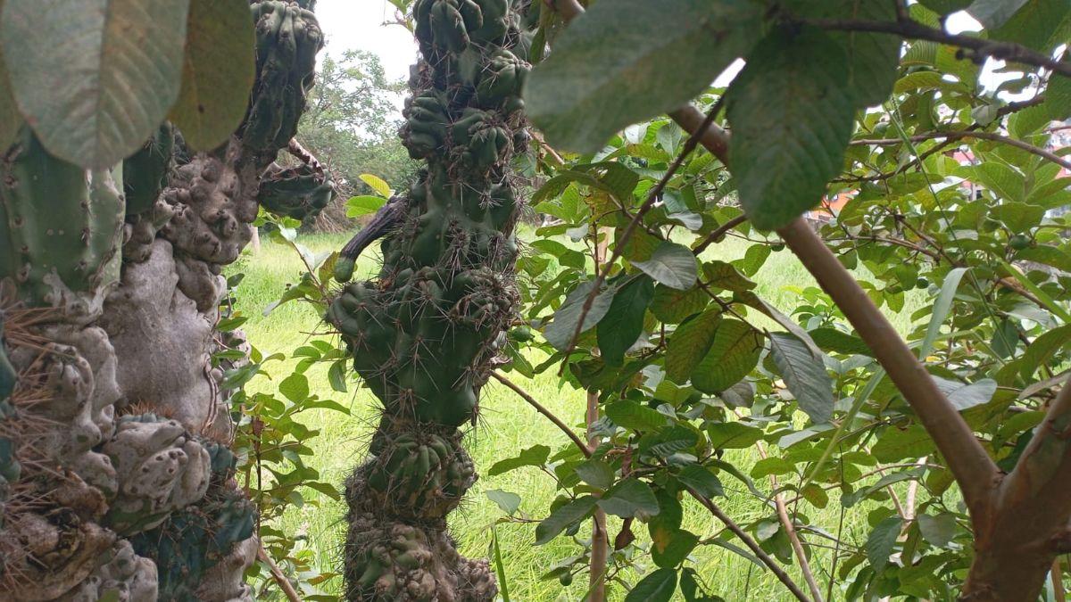 VENDO UMA LINDA ÁREA PLANA ÓTIMA PARA CONSTRUTORA NO CAMPO LIMPO