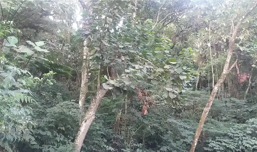 Terreno à venda em Tucuruvi – SP