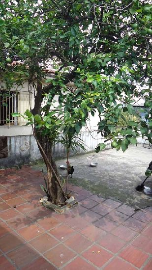 Casa terrea de 140m² com 3 quartos em Imirim
