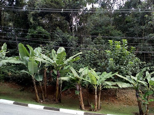 Terreno de 1050m² em Serra Da Cantareira