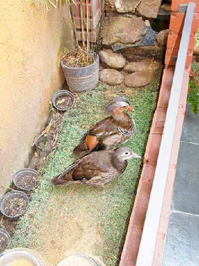 Sobrado de 101m² com 3 quartos em Jaçana