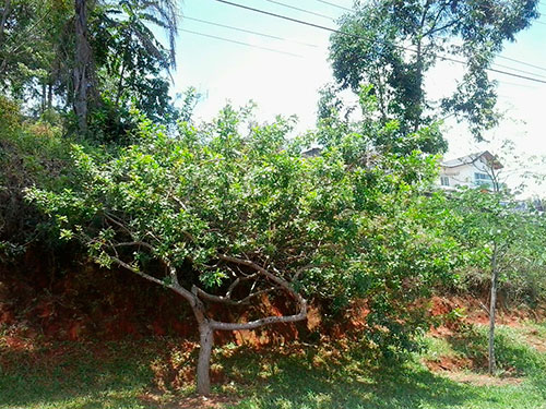 Terreno de 1140m² em Serra Da Cantareira