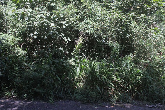 Terreno de 1359m² em Serra Da Cantareira