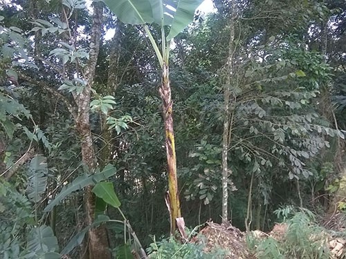Terreno de 1140m² em Serra Da Cantareira
