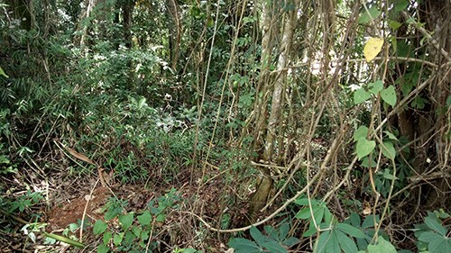 Terreno de 0m² em Serra Da Cantareira
