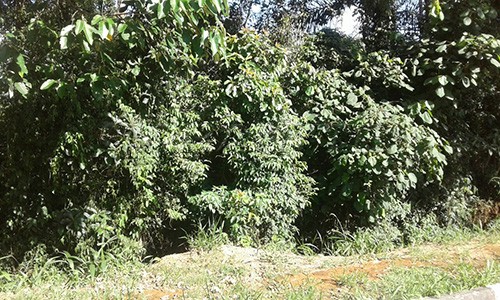 Terreno de 1393m² em Serra Da Cantareira