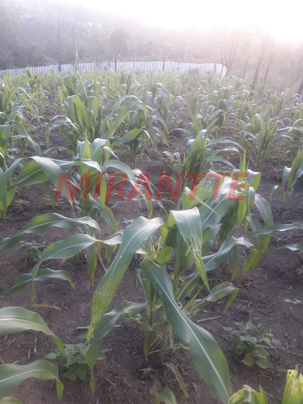 Terreno de 56m² em São Vicente