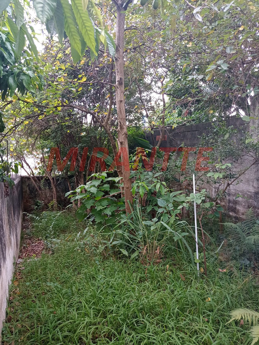 Sobrado de 305m² com 5 quartos em Vila Pauliceia