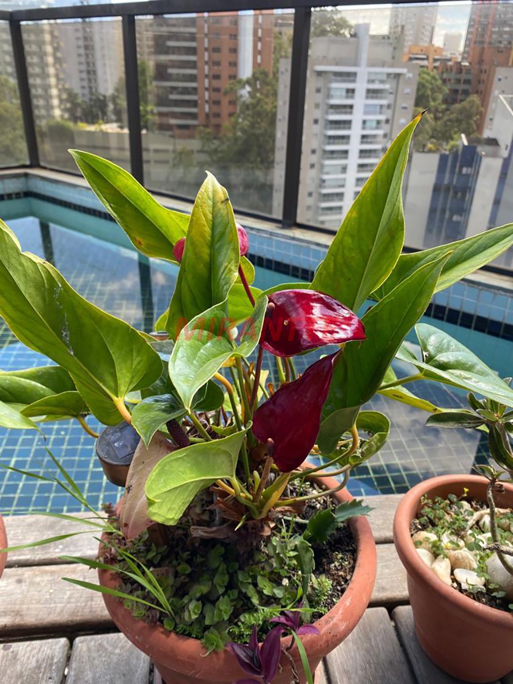 Apartamento com 3 quartos em Vila Andrade