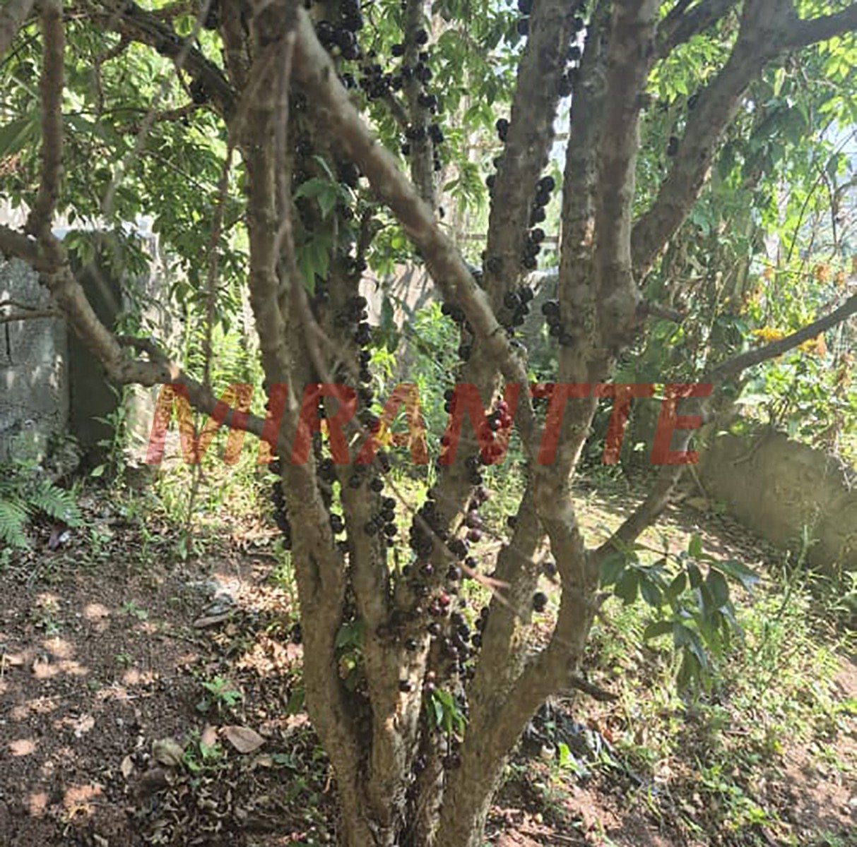 Cond. fechado de 250m² com 5 quartos em Caraguata